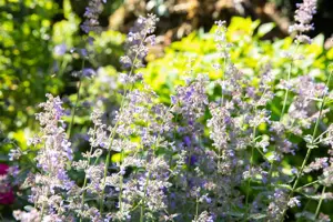 Nepeta grand. 'Dawn to Dusk'