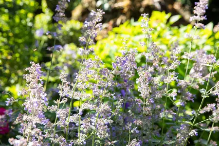 Nepeta grand. 'Dawn to Dusk' - PLUG/CELGROWN 100 CEL TRAY