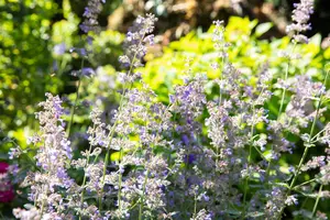 Nepeta grand. 'Dawn to Dusk'