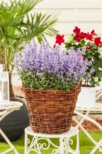 Nepeta 'Hill Grounds' - P9 - image 3