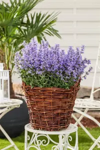 Nepeta 'Hill Grounds' - P9 - image 4