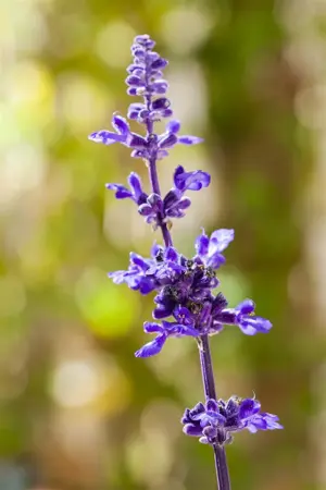 Nepeta 'Hill Grounds' - P9 - image 5