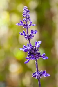 Nepeta 'Hill Grounds' - P9 - image 5