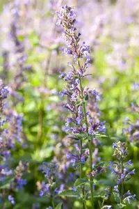 Nepeta 'Hill Grounds'