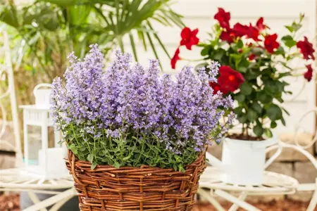 Nepeta 'Hill Grounds' - P9 - image 2