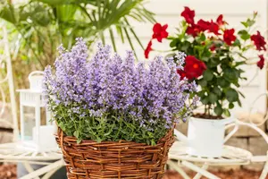 Nepeta 'Hill Grounds' - PLUG/CELGROWN 100 CEL TRAY - image 2