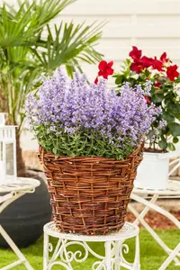 Nepeta ' Mr Blue Sky' - 1.5 Ltr pot - image 3