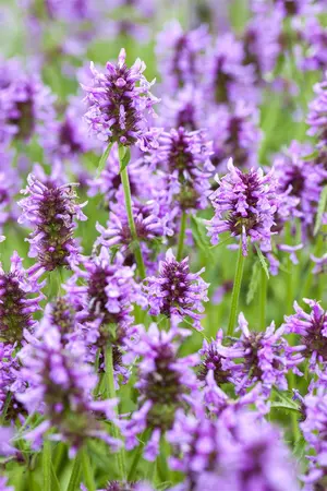 Nepeta nervosa 'Blue Carpet' - P11