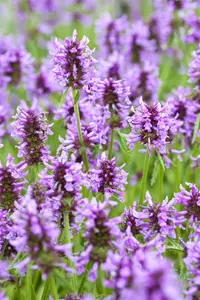 Nepeta nervosa 'Blue Carpet'