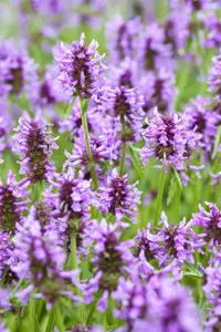 Nepeta nervosa 'Blue Moon'