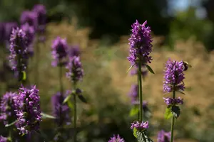 Nepeta nervosa 'Pink Cat'