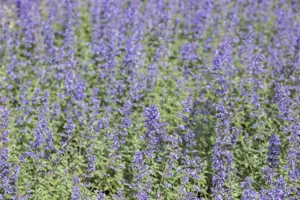 Nepeta 'Purrsian Blue'
