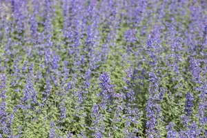 Nepeta 'Purrsian Blue' - 4.5 Ltr pot