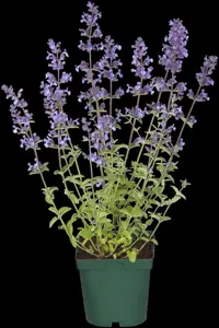 Nepeta racemosa 'Grog'