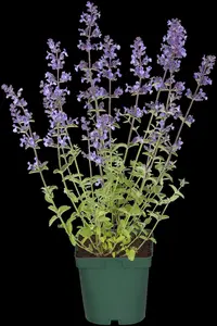 Nepeta racemosa 'Grog' - PLUG/CELGROWN 100 CEL TRAY