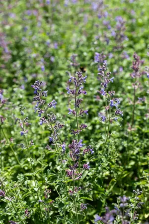 NEPETA SIX HILLS GIANT 2L - image 5