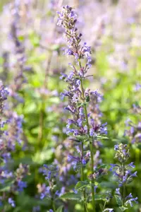 Nepeta sub. 'Purple Prelude'