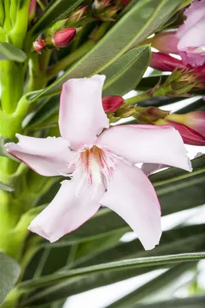Nerium oleander - 90 CM STEM C10 - image 2