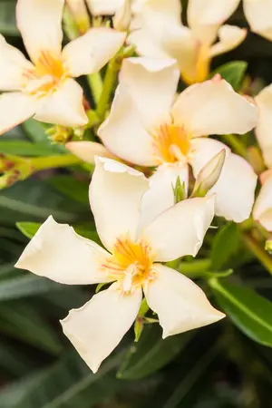 Nerium oleander - 90 CM STEM C10 - image 3