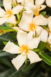 Nerium oleander - 90 CM STEM C10 - image 3