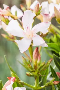 Nerium oleander - 90 CM STEM C10 - image 4