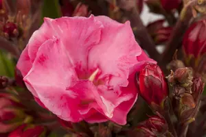 Nerium oleander