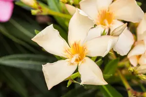 Nerium oleander - 90 CM STEM C10 - image 5