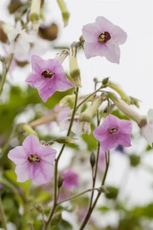 NICOTIANA MIXED 6 pack - image 1