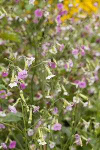 NICOTIANA MIXED 6 pack - image 3