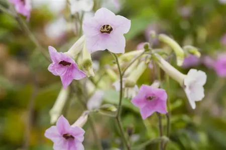 NICOTIANA MIXED 6 pack - image 2
