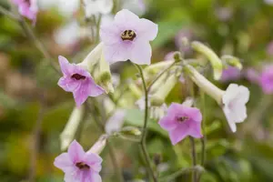 NICOTIANA MIXED 6 Pk - image 2