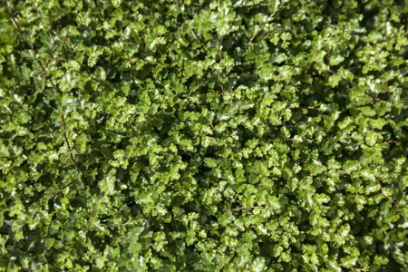 Nothofagus antarctica - 175-200 CM C35