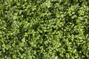 Nothofagus antarctica - 175-200 CM C35
