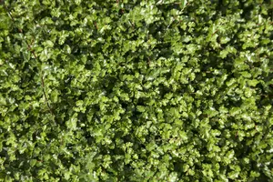 Nothofagus antarctica