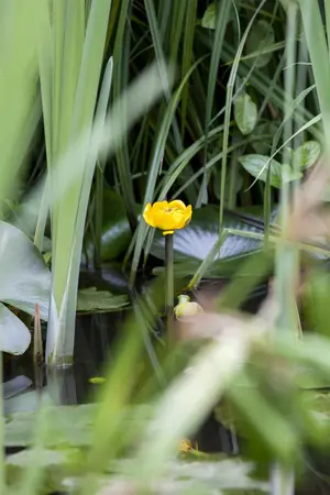 Nuphar lutea - P11 - image 2