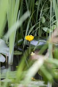 Nuphar lutea - P11 - image 2