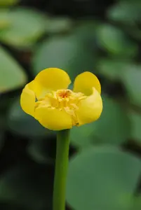 Nuphar lutea