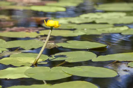 Nuphar lutea - P11 - image 3
