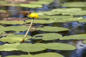 Nuphar lutea - P11 - image 3