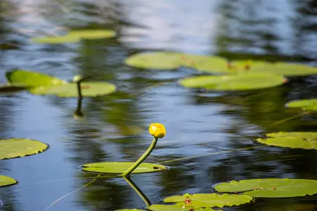 Nuphar lutea - P11 - image 4