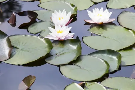 Nymphaea alba - P11 - image 3