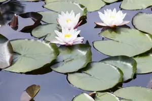 Nymphaea alba - P11 - image 3