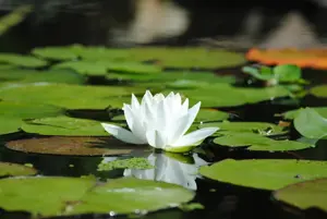 Nymphaea alba