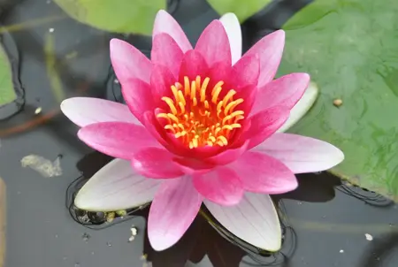 Nymphaea 'Attraction' - P11 - image 1