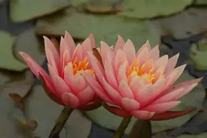 Nymphaea 'Aurora'