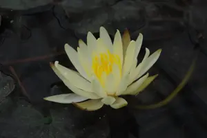 Nymphaea 'Colonel A.J. Welch'
