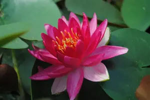 Nymphaea 'Escarboucle'