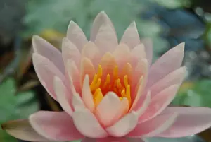 Nymphaea 'Fabiola'