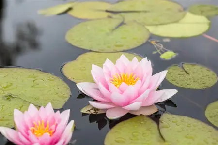 Nymphaea 'Firecrest' - P11