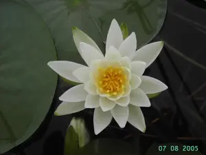 Nymphaea 'Gladstoniana'